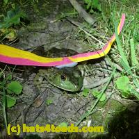 /home//u458753944/public_html/sourcegallery////Frogs/More bullfrogs/P7010215.JPG